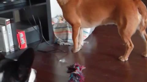 dogs react funny to extraneous sounds