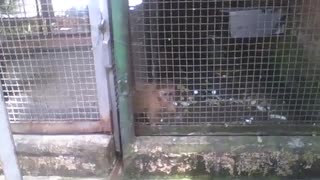 Little monkey eating banana in the park, healthy eating! [Nature & Animals]