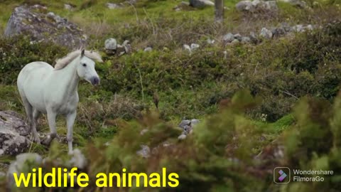 funny animals moment | funny animal videos | Animals wildlife |