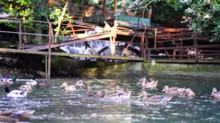 Ducks Fly Down To Lake Water bath