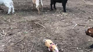 Pig Adventures