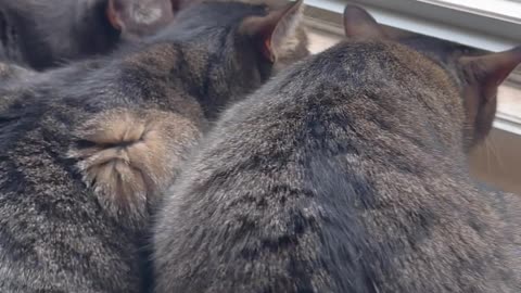 Curious Cats Look Out Window Cracked Open