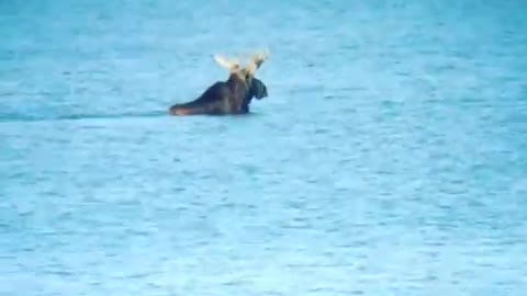 Moose Swimming