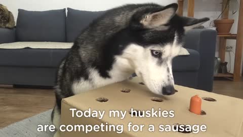 The Puppy Defeated My Husky Dog In Catching Sausages! Hot Dog Challenge