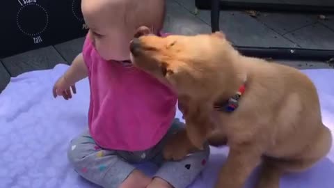 Puppy can't stop kissing baby best friend