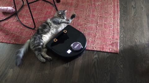 Smart Cat Treats Robot Vacuum Cleaner As A Personal Slave
