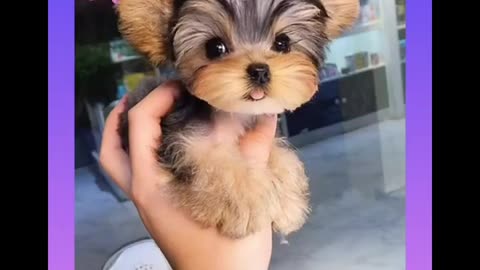 Great Cute and Funny Dogs Videos Compilation 2021 #1