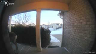 Curious Deer Rings Family's Doorbell