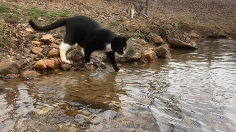 Farm cat creek crossing.