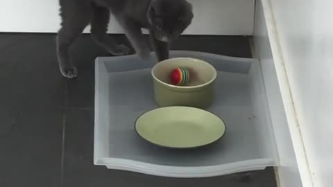 Cat Cant Move a Stuck Ball