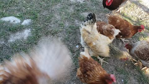 Chickens and some treats