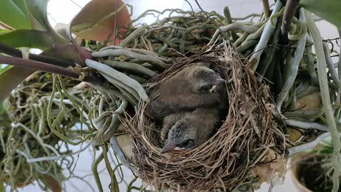 These grown up baby birds need a bigger nest