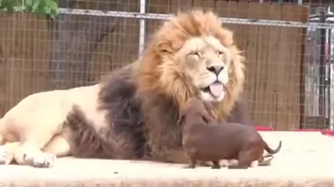 Friends - Incredible Lion and Dog