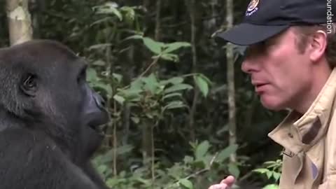 EVERYONE WARNED HIM NOT TO MEET THE GORILLA HE RAISED