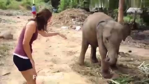 Hot girls vs Animals-Funny Animals vs Humans video Compilation (360p)