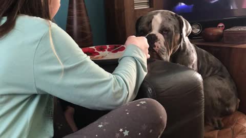 Hungry dog intensely stares at girl eating dinner