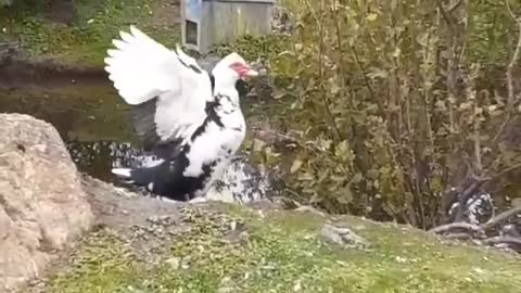 Our Male Jumbo Muscovy Duck..