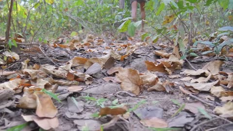 Primitive Technology- Coocking PorkBelly eating In jugle- cock for lunch