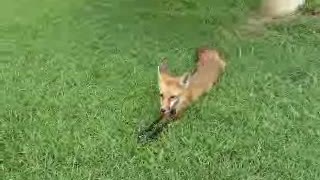 Wild Fox At The Office