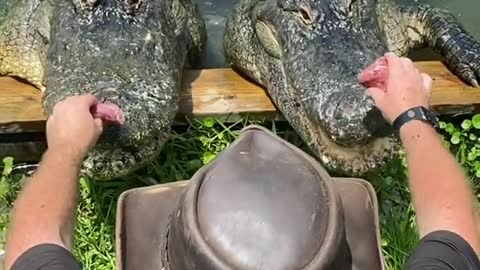 Feeding Hungry Alligators