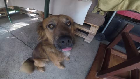 Camera inside plate,dog drinking wather.