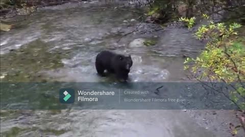A Bear In A River - Seems To Be Scared Of Something
