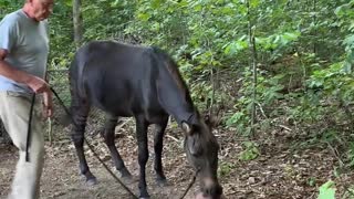 Tigger, the Basketball Playing Zony (Zebra x Pony)