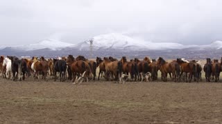 Whoever guards the dogs guards the horses or vice versa