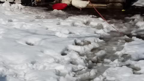 Ducks in the snow and some hens are thinking about it