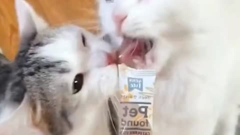 What a quarrel that cute cat had with two meals