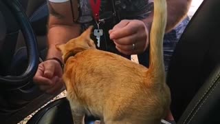 Our cat loves to sit behind the wheel of a car.