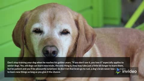 5 Quick Tips to a Smarter Dog