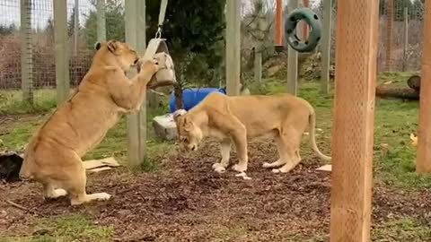 Tiger Playing Hanging From a Stick While Biting