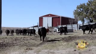 Protect The Harvest at Art of the Cowgirl: A Historic Horsewoman