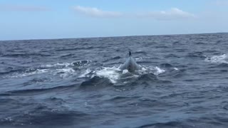 Humpback whale