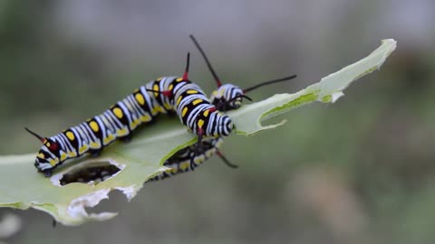 Eating Caterpillar