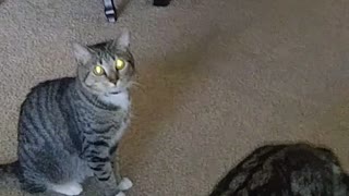 Demon Eyed cat Plays fetch