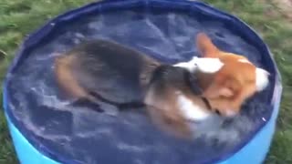 Winston the Corgi in the Kiddie Pool