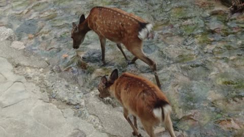 Deers on Miyajima Island