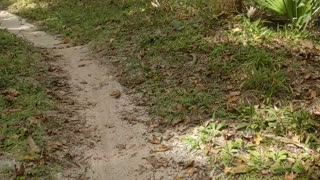 Seminole County Florida Soldiers Creek Mountain Bike Trail