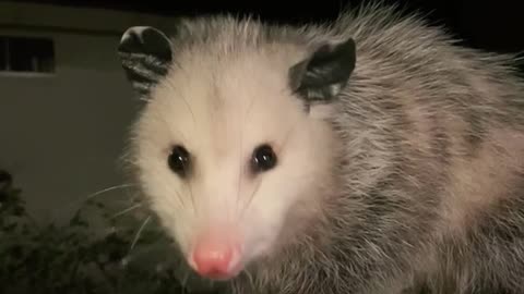 Paperclip the Baby Opossum Chomping on Food