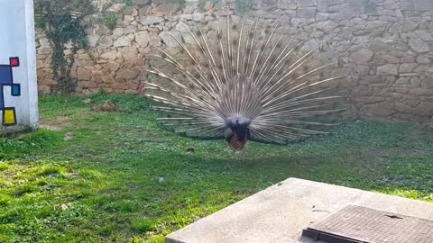 Peacock dances and shows its cute plumage to make its girls fall in love