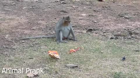 Funny Monkey Prank [try not to laugh]