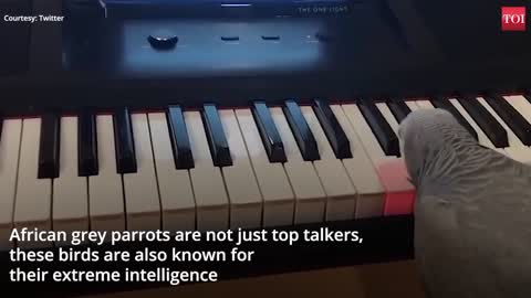 Amazing! African grey parrot plays tune on piano its very amazing