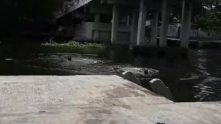 Boat Gets in the Way of Bridge Jump