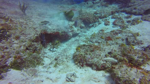 Moray Eel Works for Meal in Cozumel's Waters