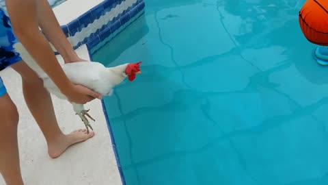 Can chicken can swim????🤔🔥😳