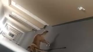 Owner pranks dog by not following her to the door