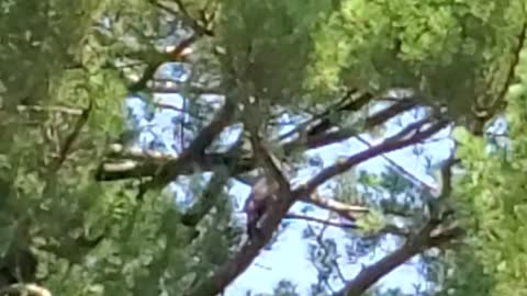Squawking Hawk in Giant Pine