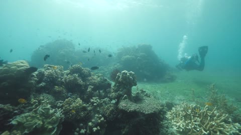 A scuba diver swimmig in tropical ocean abundant in corals and fish